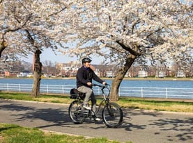 A Man Riding a Bike Among Cherry Blossoms A Man Riding a Bike Among Cherry Blossoms