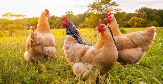 Chickens on a Farm Chickens on a Farm