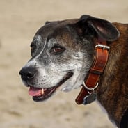 Photo of the dog of DQYDJ Founder PK Photo of the dog of DQYDJ Founder PK