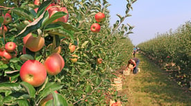 Crops and Farm Workers