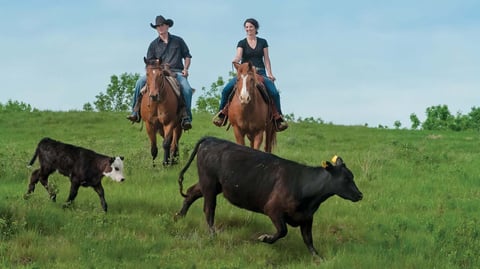 Photo of farmers herding cattle
