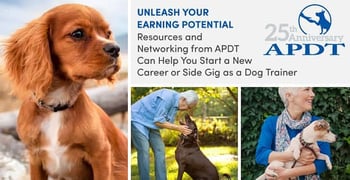 Apdt Can Help You Start A New Career As A Dog Trainer Apdt Can Help You Start A New Career As A Dog Trainer