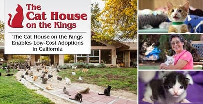 The Cat House On The Kings Enables Low Cost Adoptions