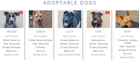 Screenshot from the DDFL's Adoptable Dogs Page