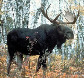 Moose Moose Photo