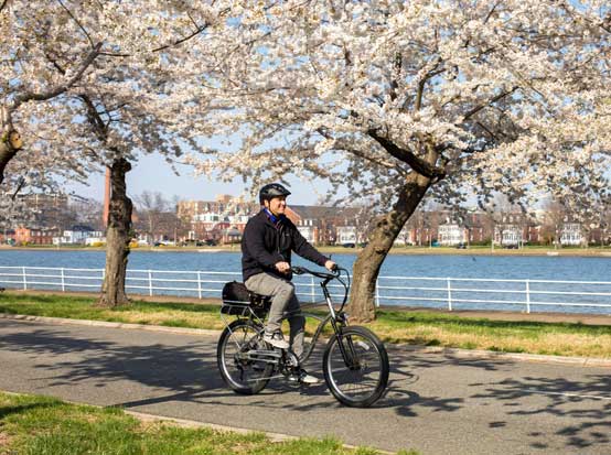 A Man Riding a Bike Among Cherry Blossoms A Man Riding a Bike Among Cherry Blossoms